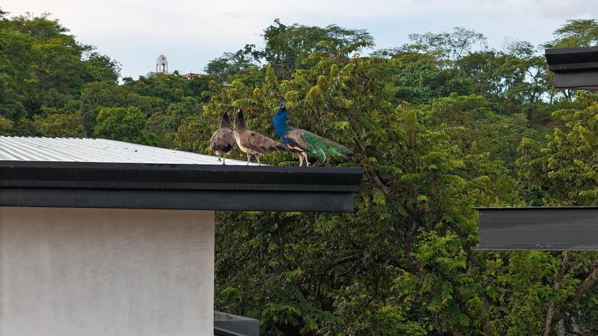 Epic Tamarindo Boutique Hotel Villarreal Exterior foto